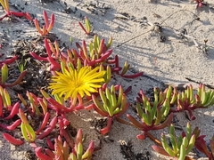 Jordaaniella dubia
