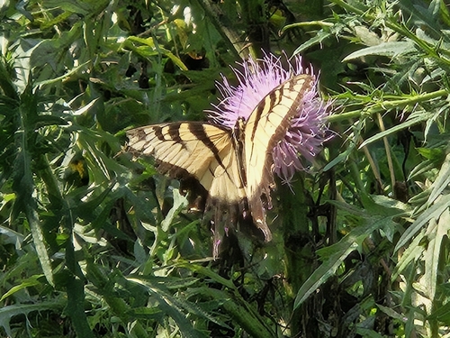 Eastern Tiger Swallowtail