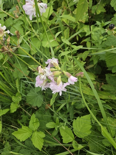 common soapwort