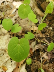 Aristolochia macrophylla