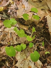 Aristolochia macrophylla