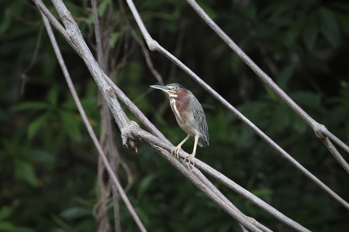 Green Heron