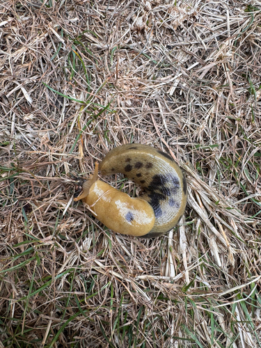 Pacific Banana Slug