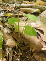 Aristolochia macrophylla