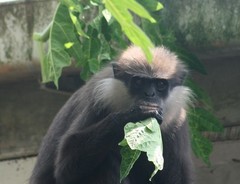 Semnopithecus vetulus