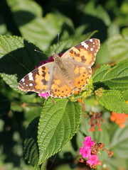 Vanessa cardui