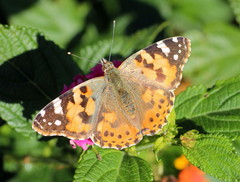Vanessa cardui