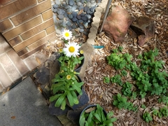 Leucanthemum × superbum