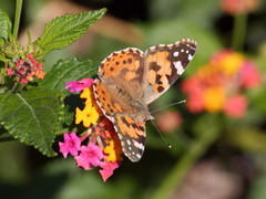 Vanessa cardui