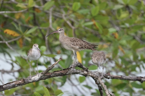 Hudsonian Whimbrel