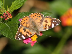 Vanessa cardui