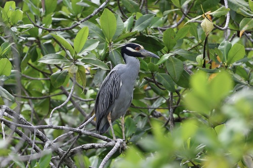 Yellow-crowned Night Heron