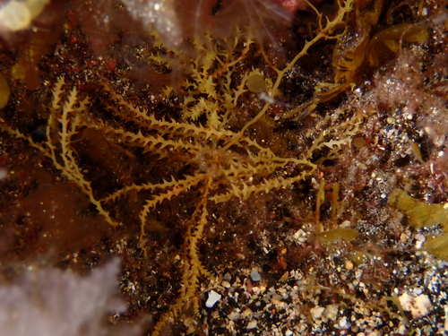 Gongolaria abies-marina observed 2026-08-13