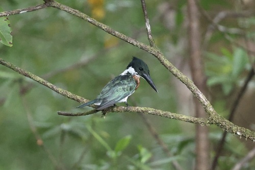 Amazon Kingfisher