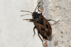 Trapezonotus arenarius