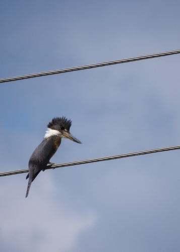Ringed Kingfisher