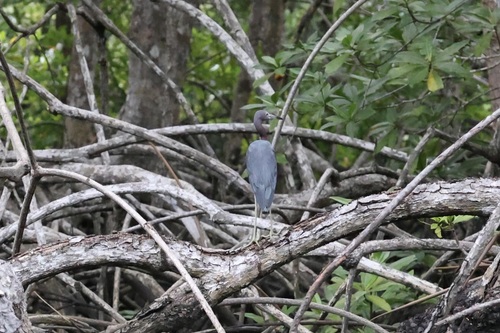 Little Blue Heron