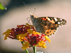 Vanessa cardui