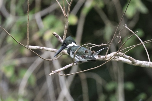 Amazon Kingfisher