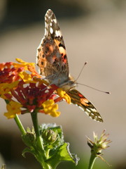Vanessa cardui