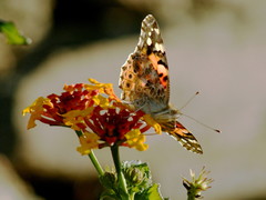 Vanessa cardui