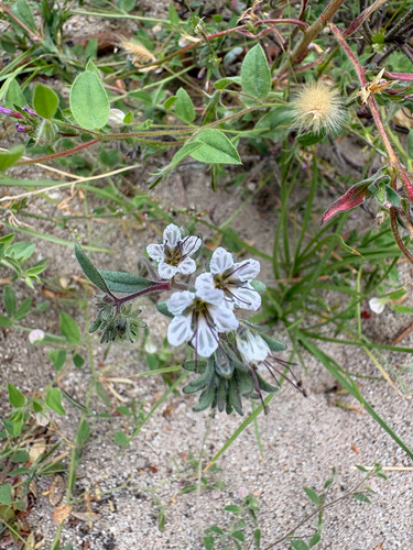 Phacelia mohavensis, 2026-08-12