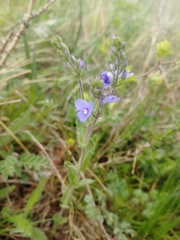 Veronica krylovii
