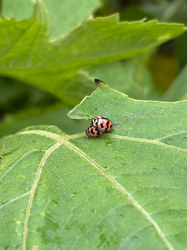 Six-spotted Zigzag Ladybird