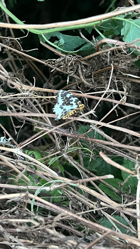 Magpie Moth