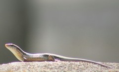 Eutropis lankae