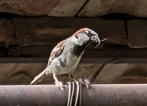 House Sparrow