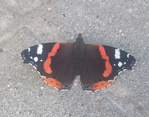 Red Admiral