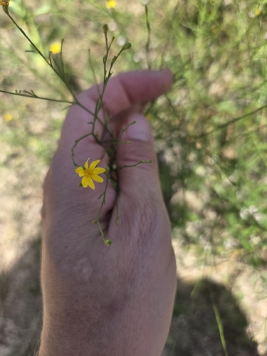 Gutierrezia texana, photograph 4
