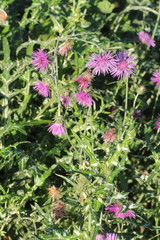 Galactites tomentosus