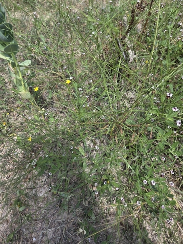 Gutierrezia texana, photograph 5