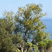 Acacia cyanophylla