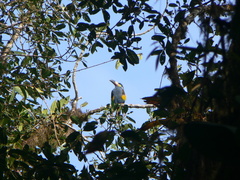 Andigena laminirostris