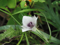 Calochortus elegans