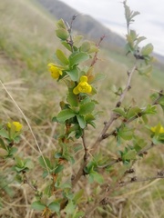 Berberis sibirica