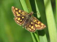 Carterocephalus skada