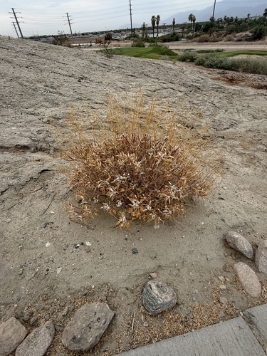 Brittlebush