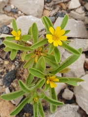 Asteriscus aquaticus