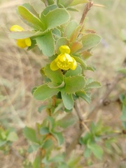 Berberis sibirica
