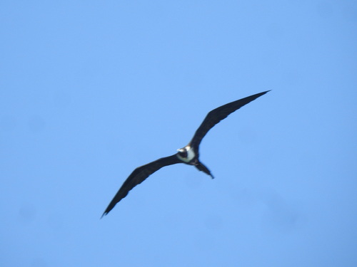 Magnificent Frigatebird (Fregata magnificens)