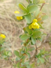 Berberis sibirica