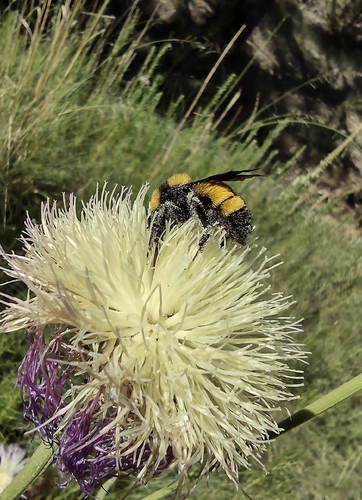 Sonoran Bumble Bee