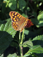 Pararge aegeria