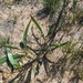 Acacia cyanophylla