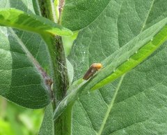 Oncometopia hamiltoni