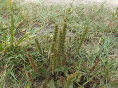 Plantago virginica